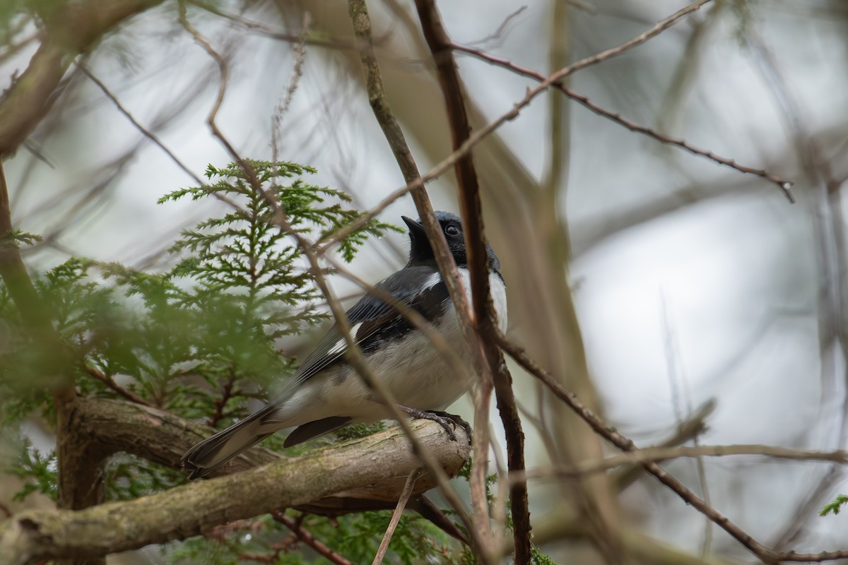 Black-throated Blue Warbler - ML618527126
