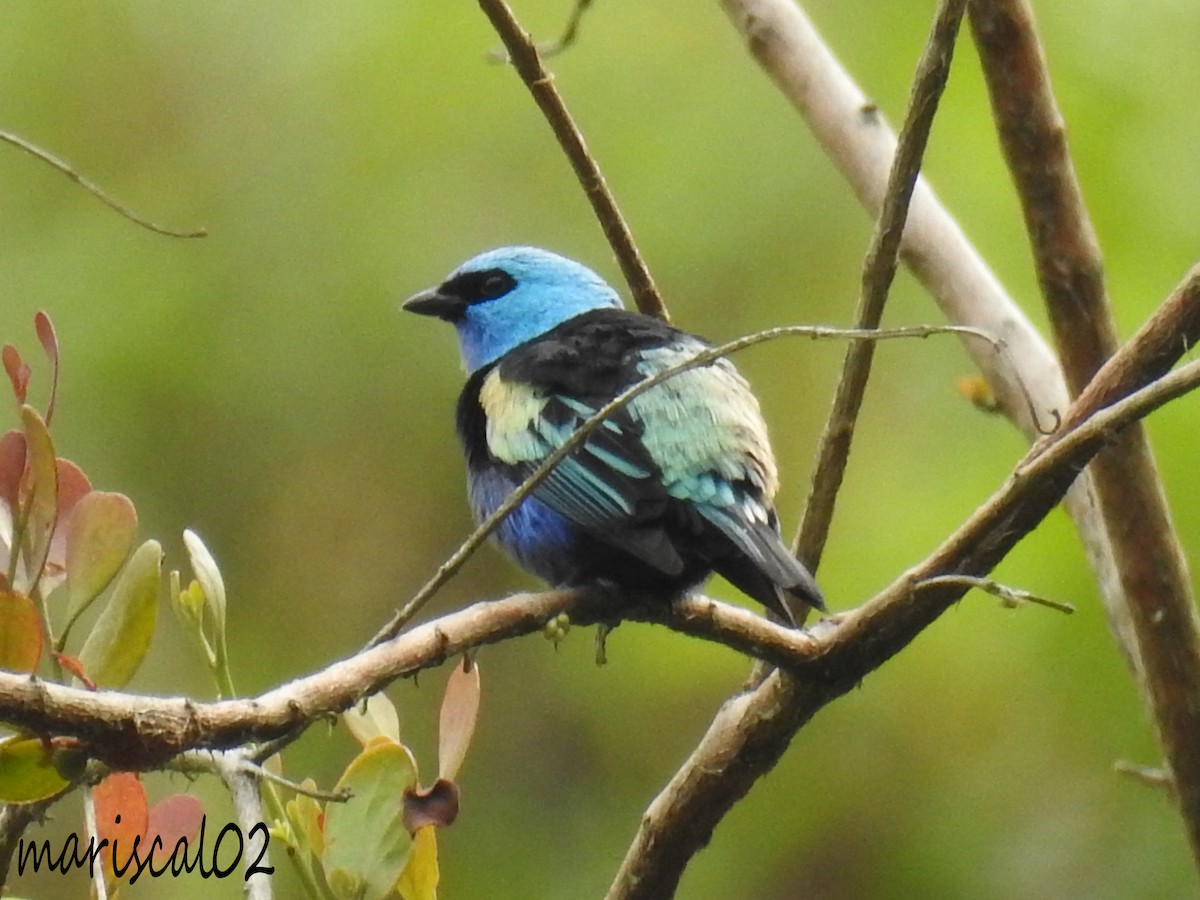 Blue-necked Tanager - ML618527127