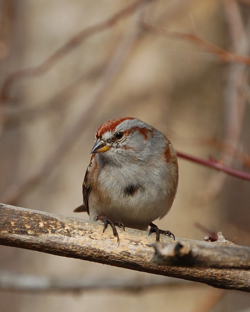 American Tree Sparrow - ML618527155