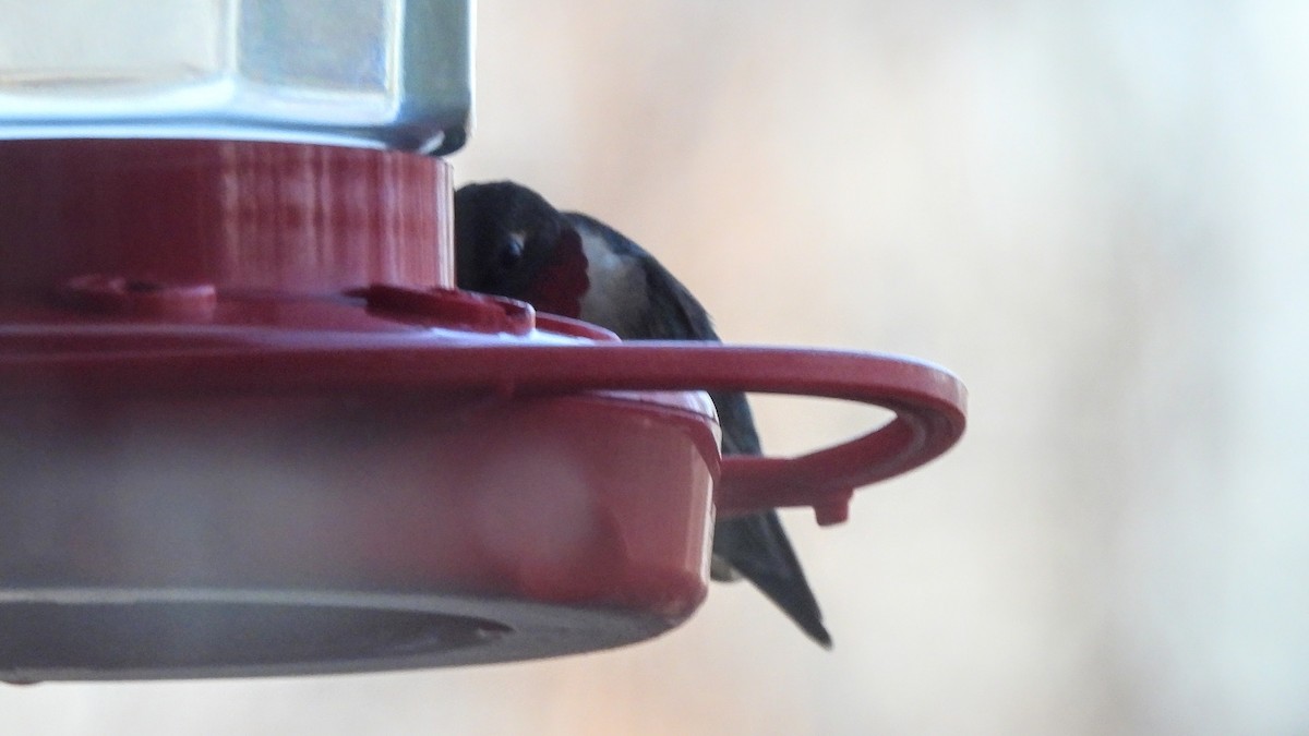 Ruby-throated Hummingbird - ML618527157