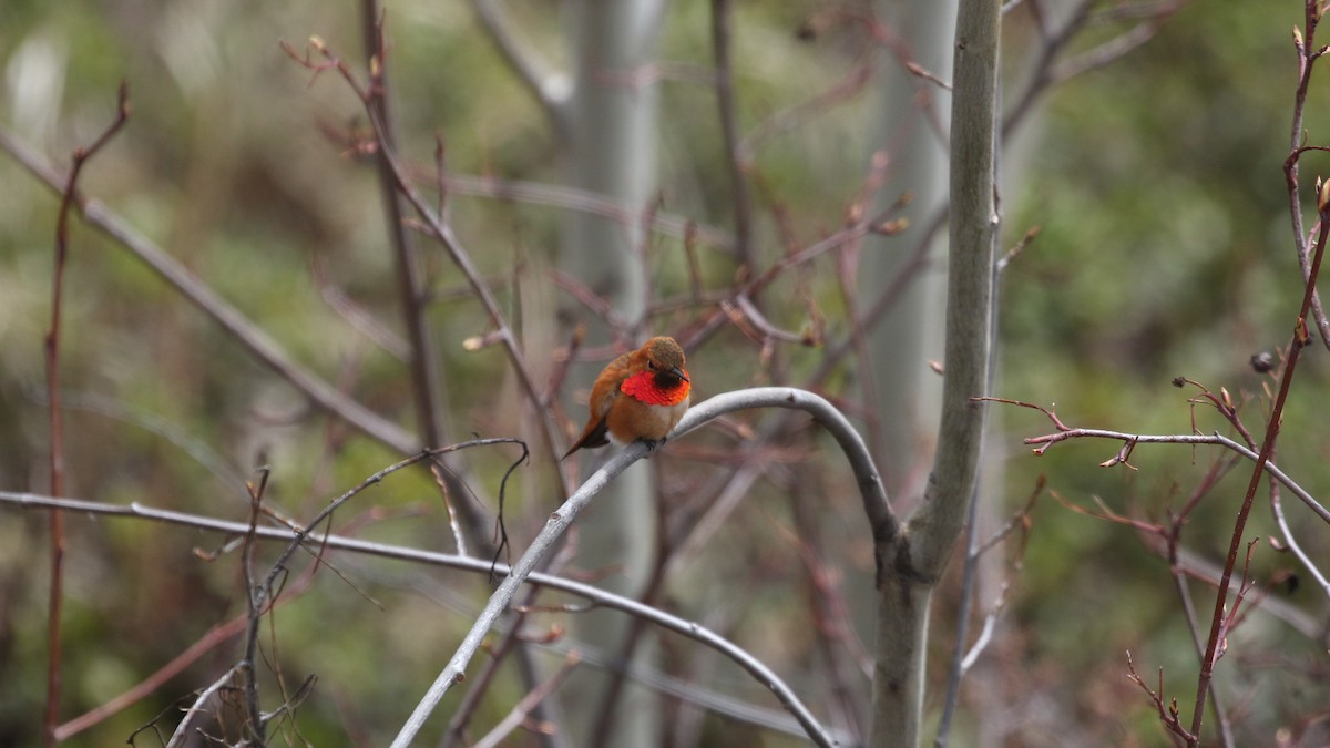 Rufous Hummingbird - ML618527167