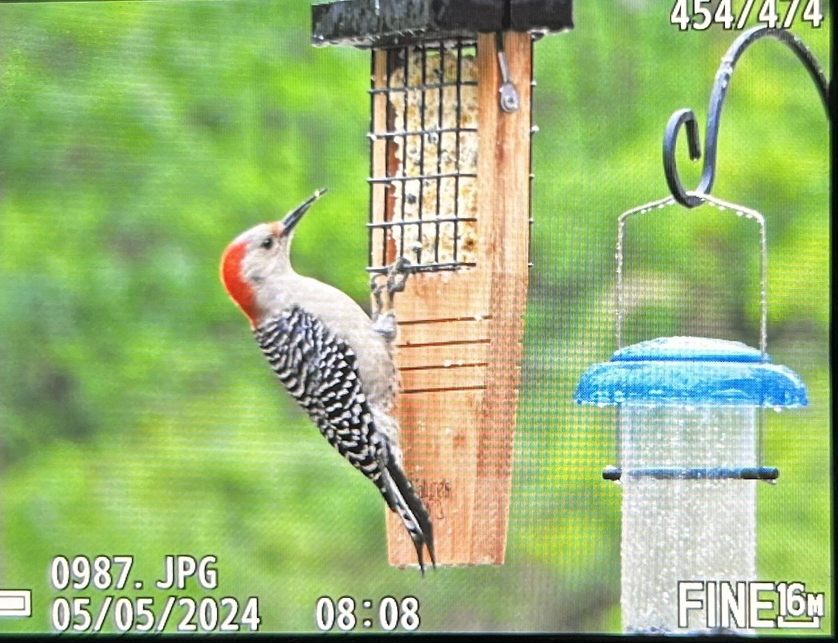 Red-bellied Woodpecker - ML618527200