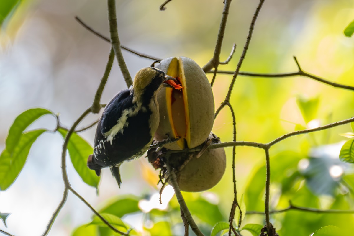 Golden-naped Woodpecker - Richard Rulander