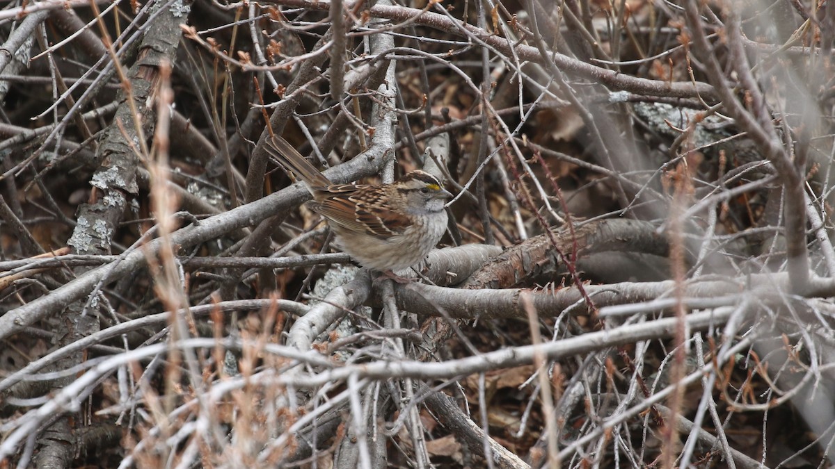 White-throated Sparrow - ML618527212