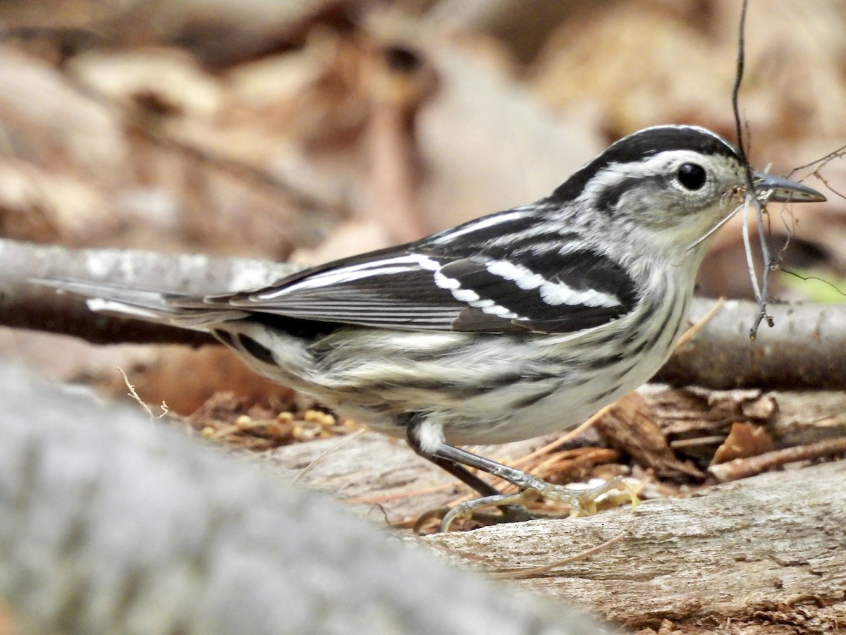 Black-and-white Warbler - ML618527270