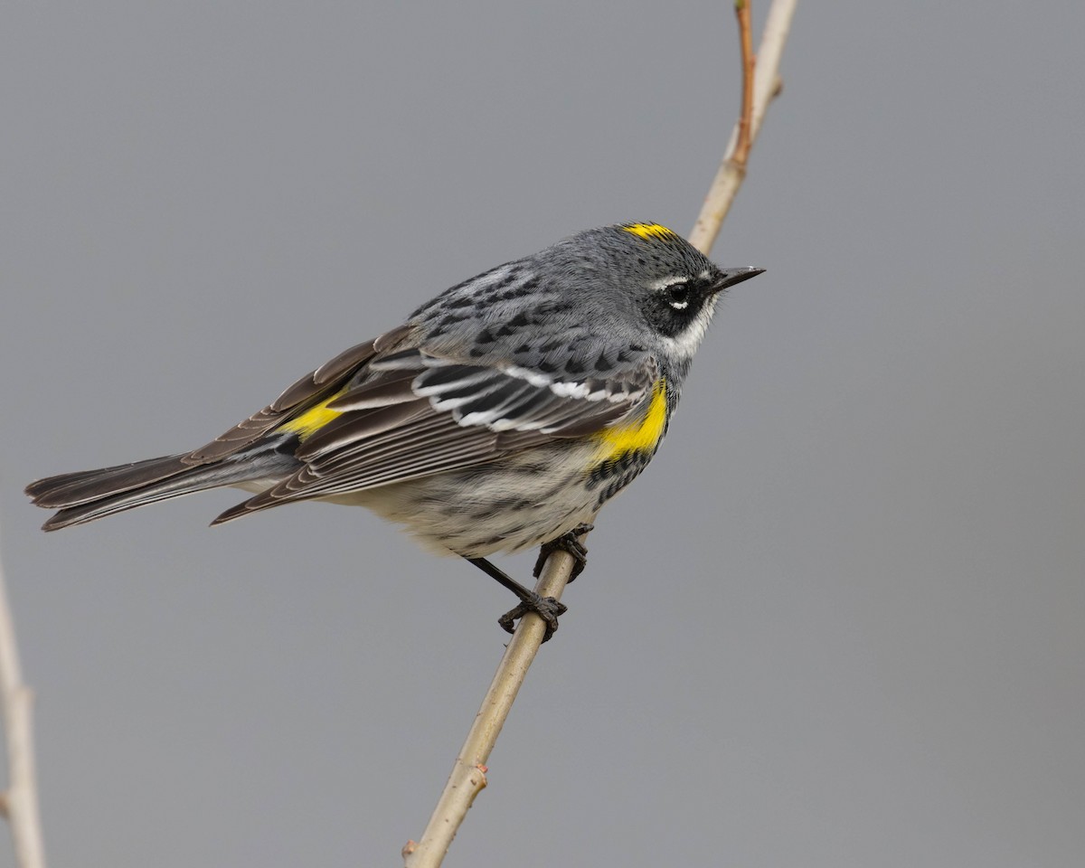 Yellow-rumped Warbler - patrick barry