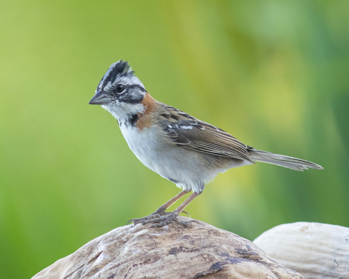 Rufous-collared Sparrow - Bob Dykstra