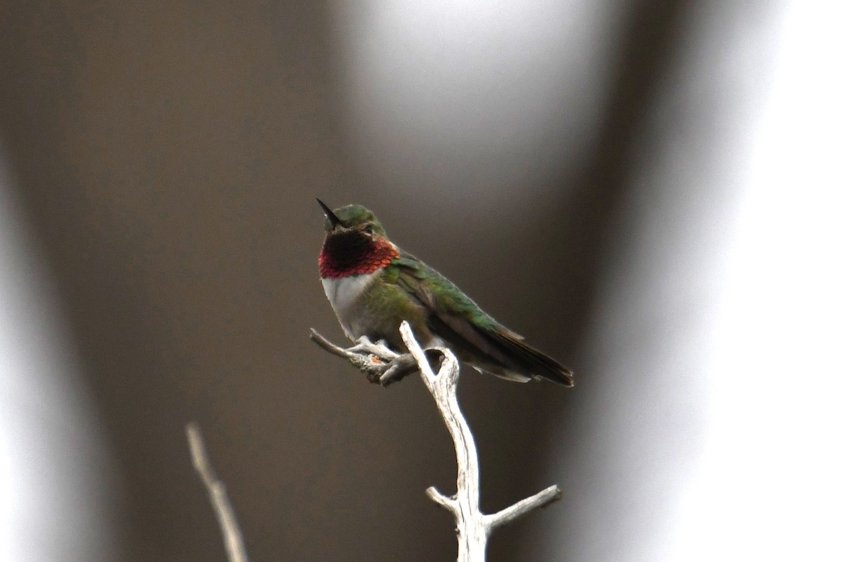 Broad-tailed Hummingbird - ML618527321