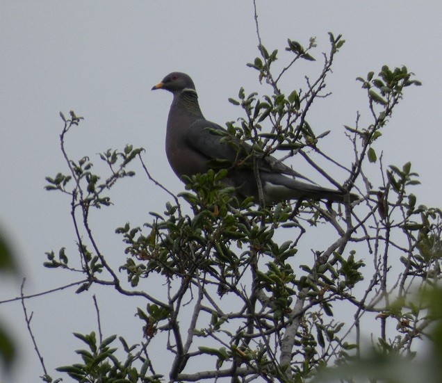 Band-tailed Pigeon - ML618527336