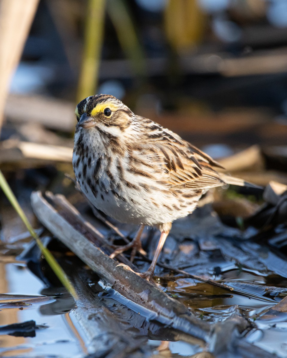 Savannah Sparrow - ML618527338