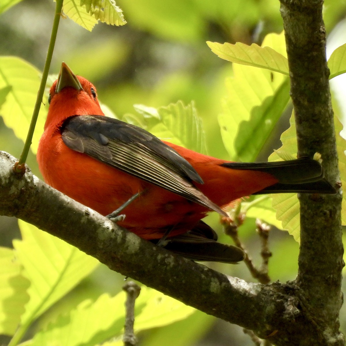 Scarlet Tanager - ML618527344