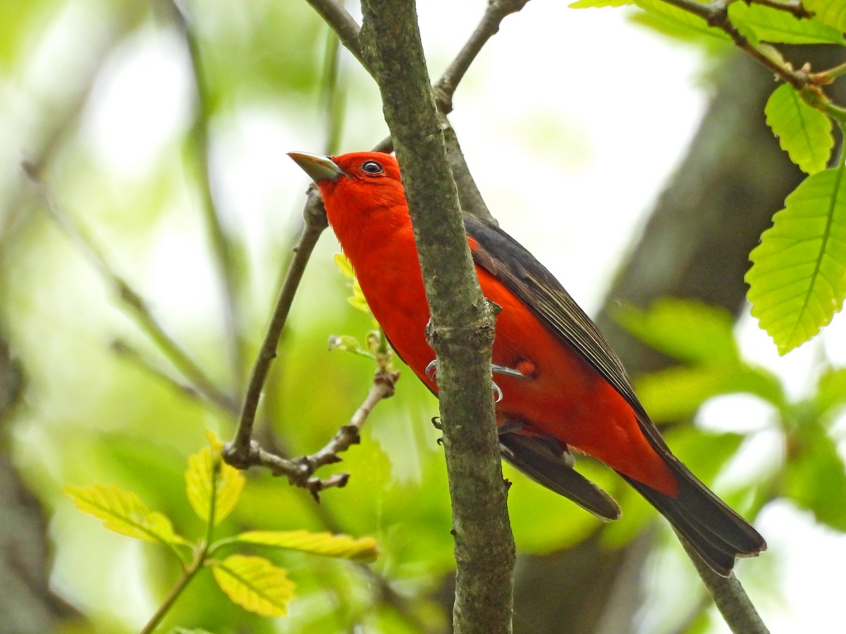 Scarlet Tanager - ML618527346