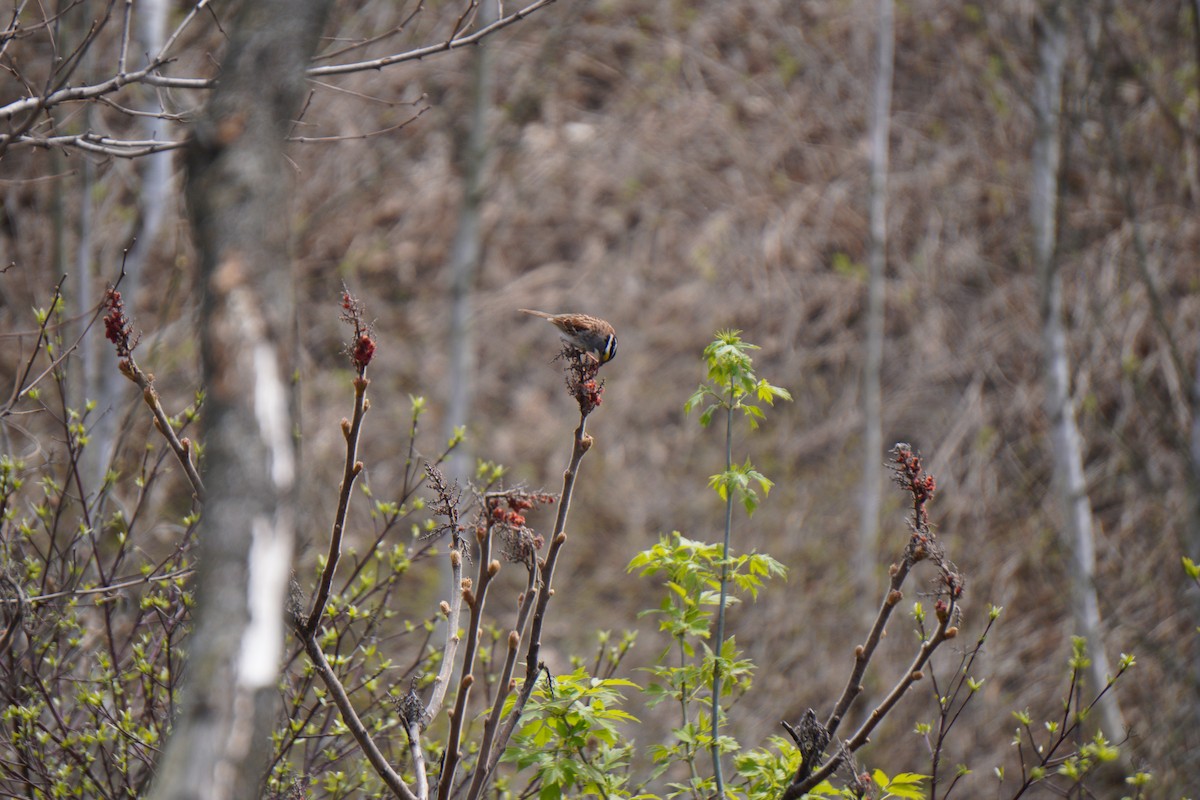 White-throated Sparrow - ML618527363