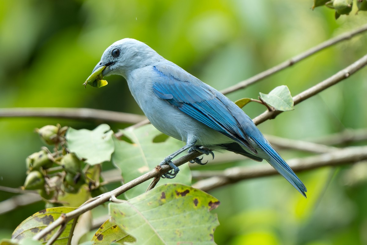 Blue-gray Tanager - ML618527378
