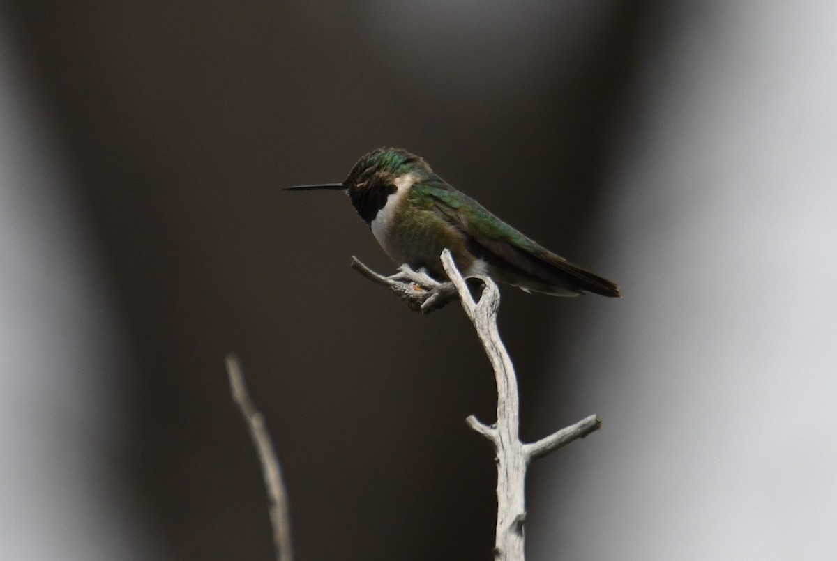 Broad-tailed Hummingbird - ML618527399