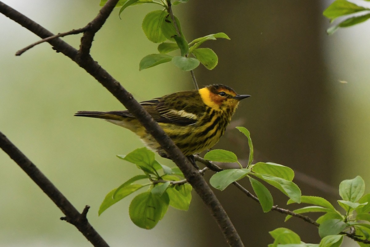 Cape May Warbler - ML618527428