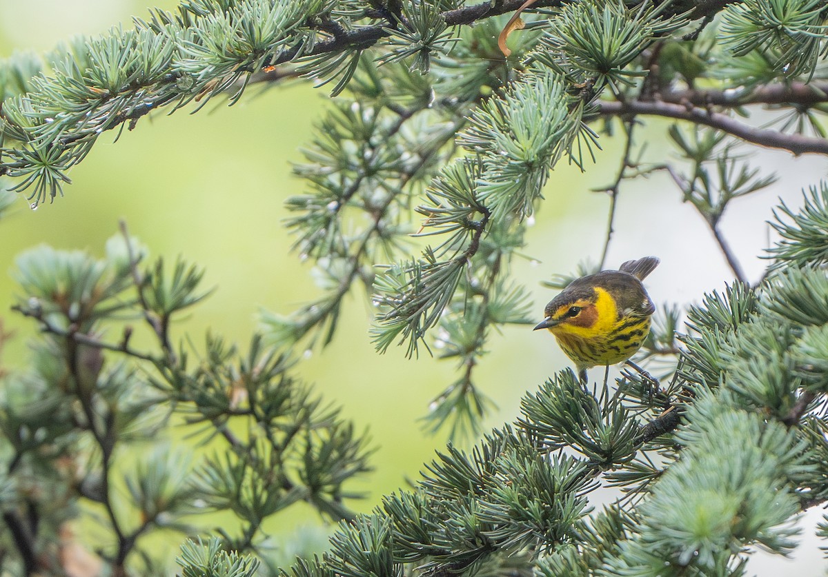 Cape May Warbler - ML618527469