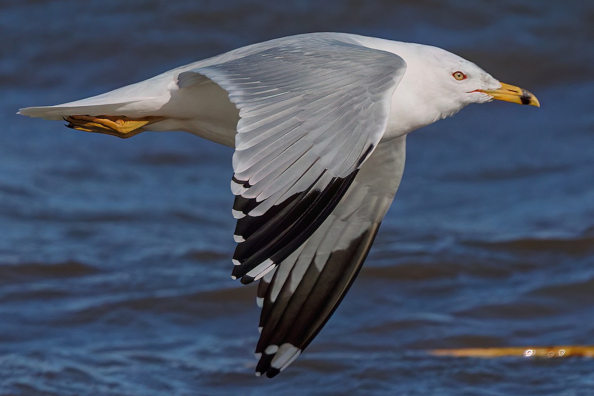 Ring-billed Gull - Laval Roy