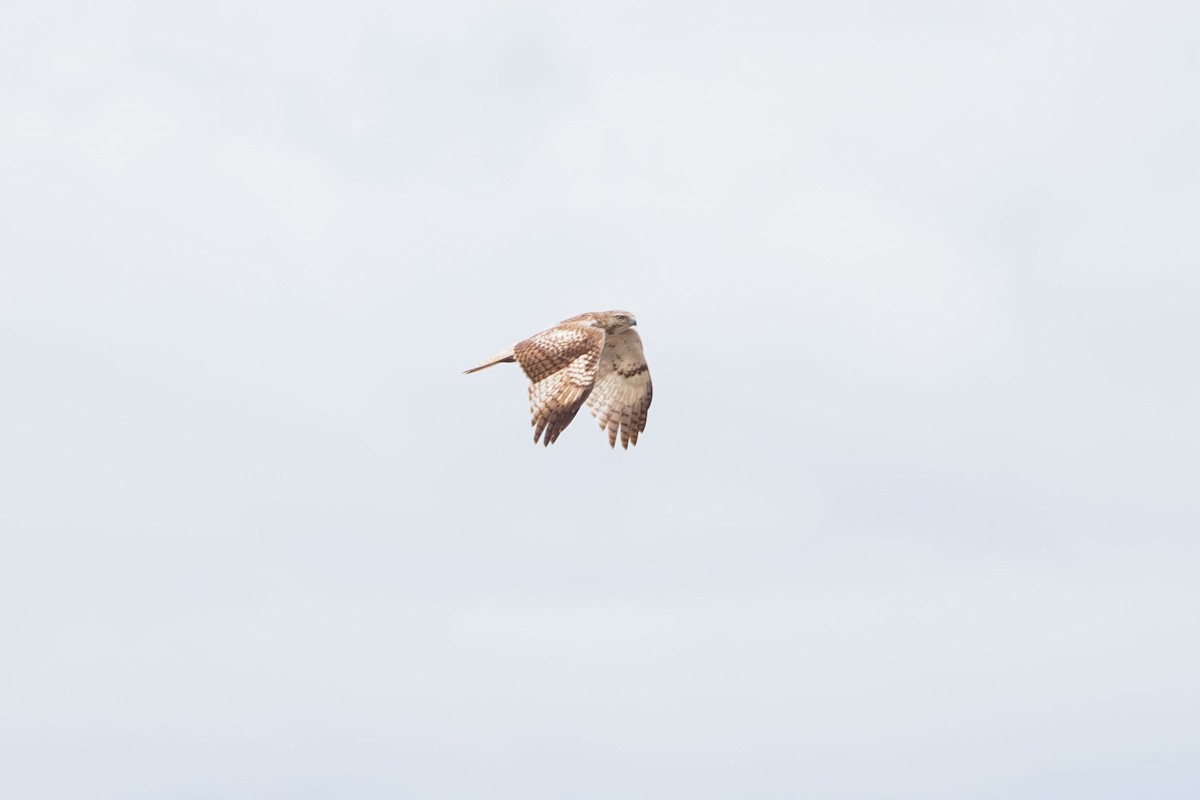 Red-tailed Hawk (Krider's) - Elliott Ress