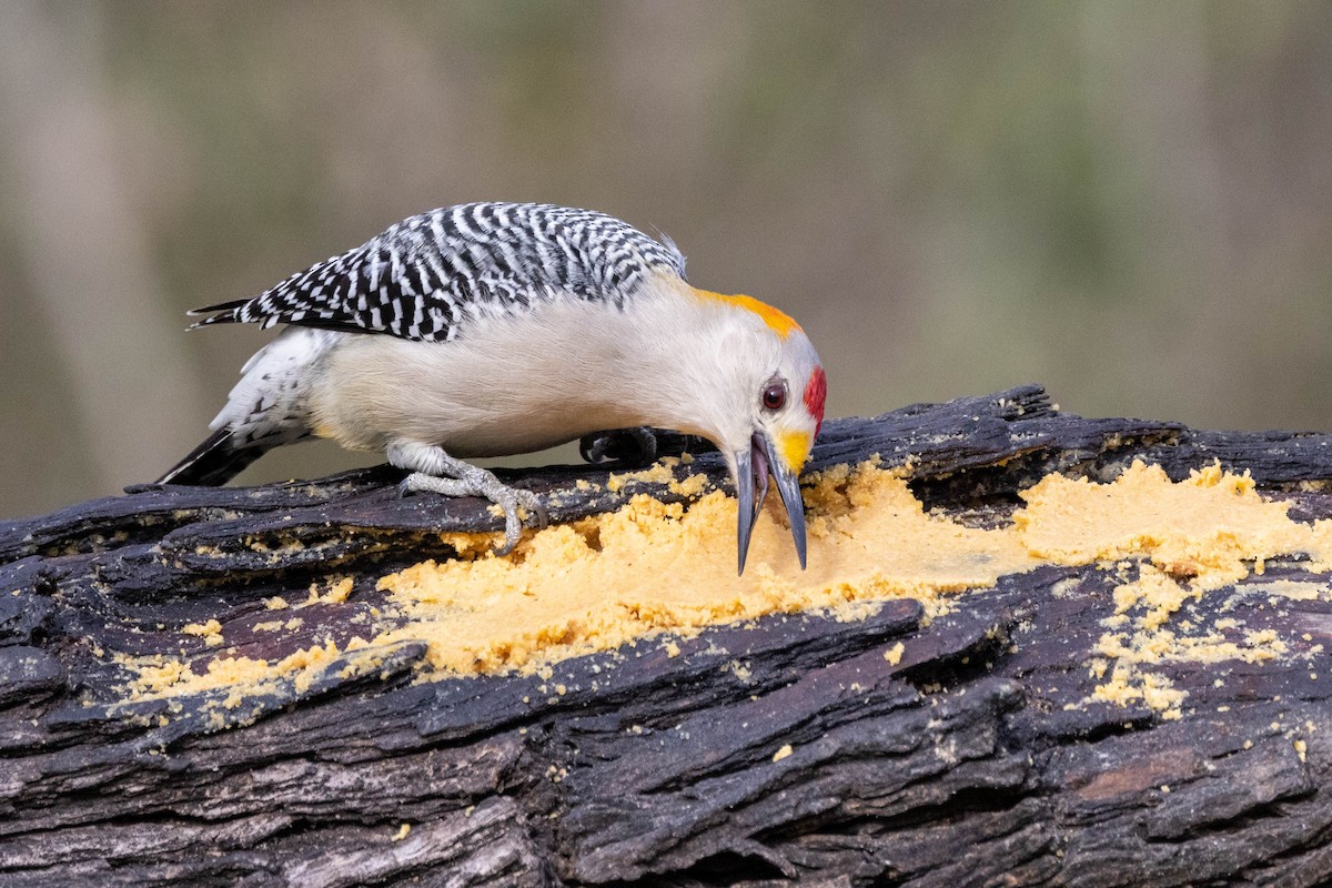 Golden-fronted Woodpecker (Northern) - ML618527521