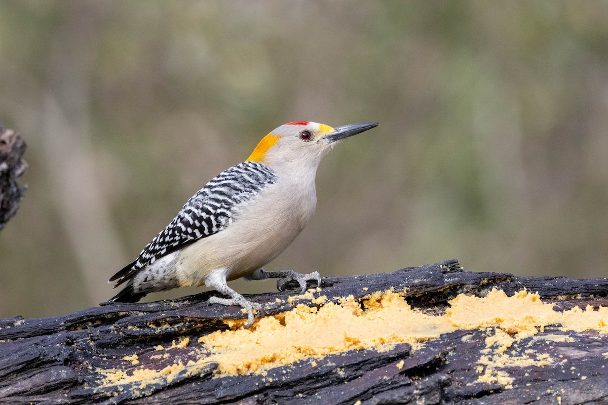 Golden-fronted Woodpecker (Northern) - ML618527523
