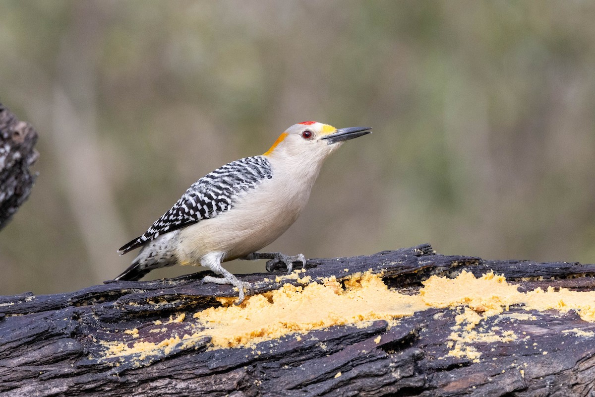 Golden-fronted Woodpecker (Northern) - ML618527524