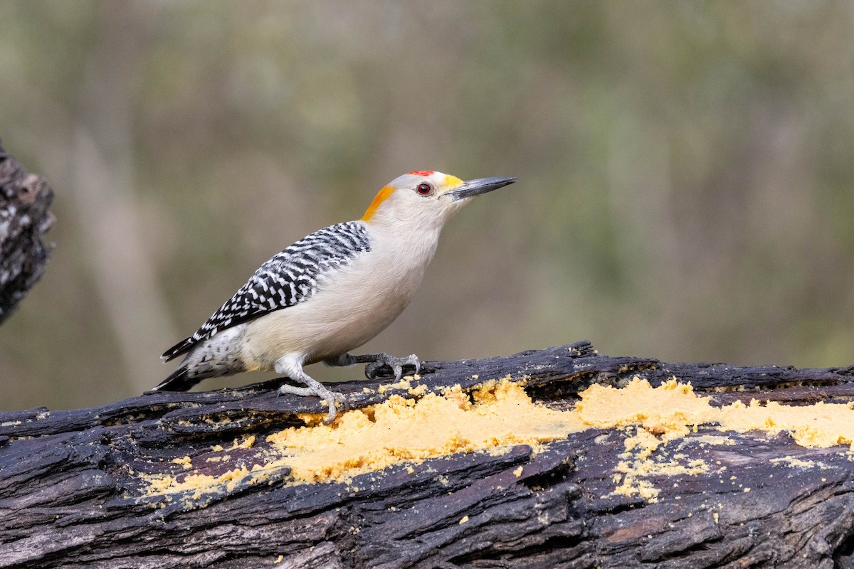 Golden-fronted Woodpecker (Northern) - ML618527525