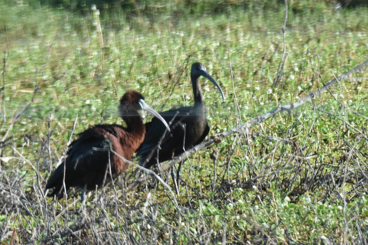 ibis hnědý - ML618527527