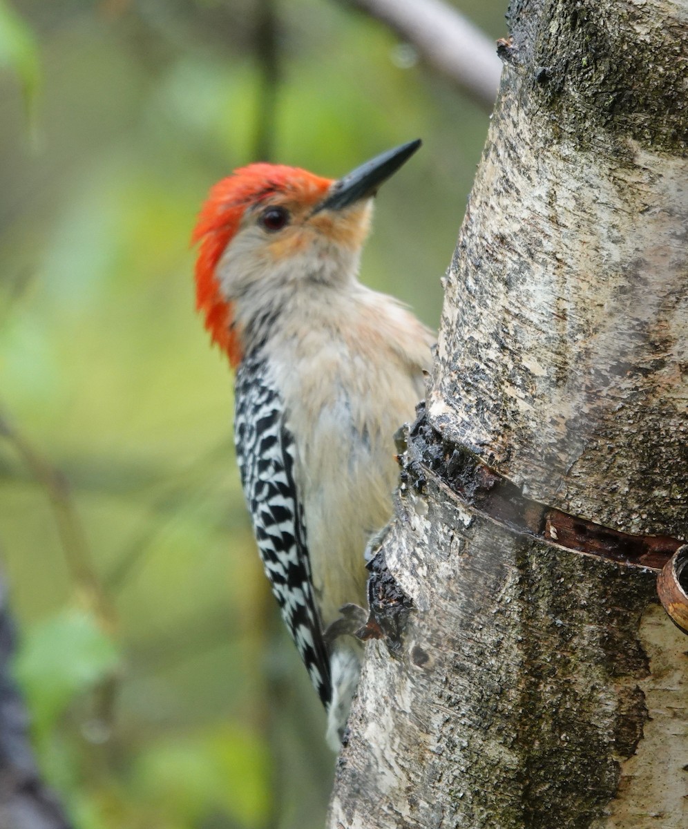 Red-bellied Woodpecker - ML618527558