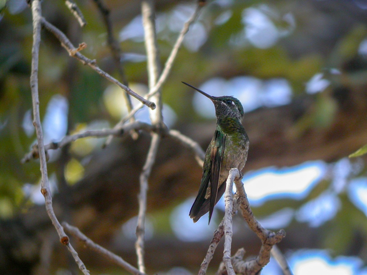 Rivoli's Hummingbird - ML618527575