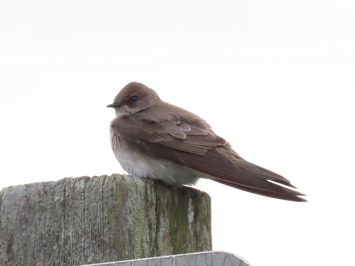 Northern Rough-winged Swallow - ML618527586