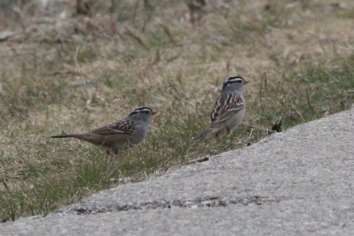 White-crowned Sparrow - ML618527592