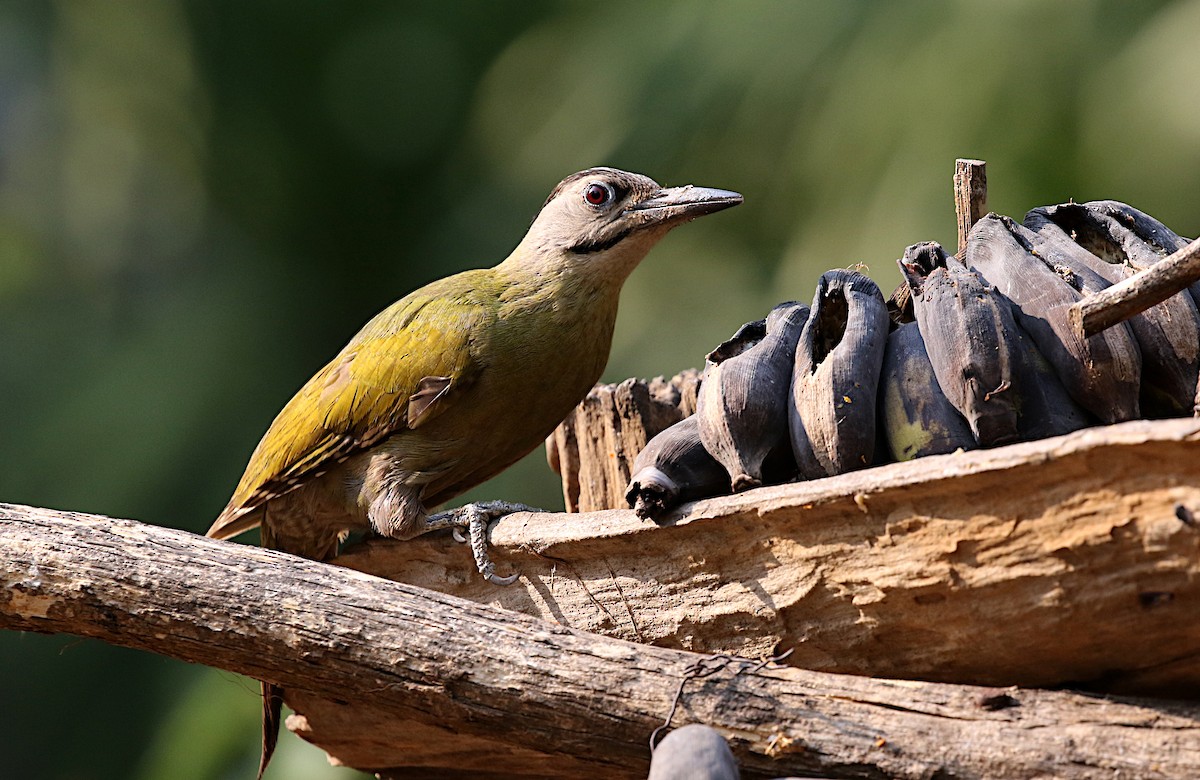 Gray-headed Woodpecker (Black-naped) - ML618527595