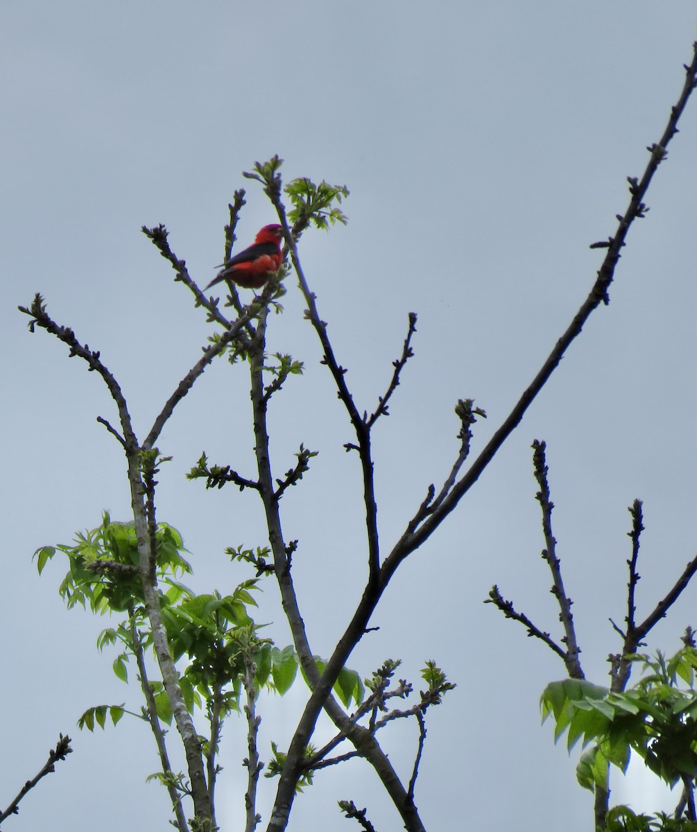 Scarlet Tanager - ML618527606