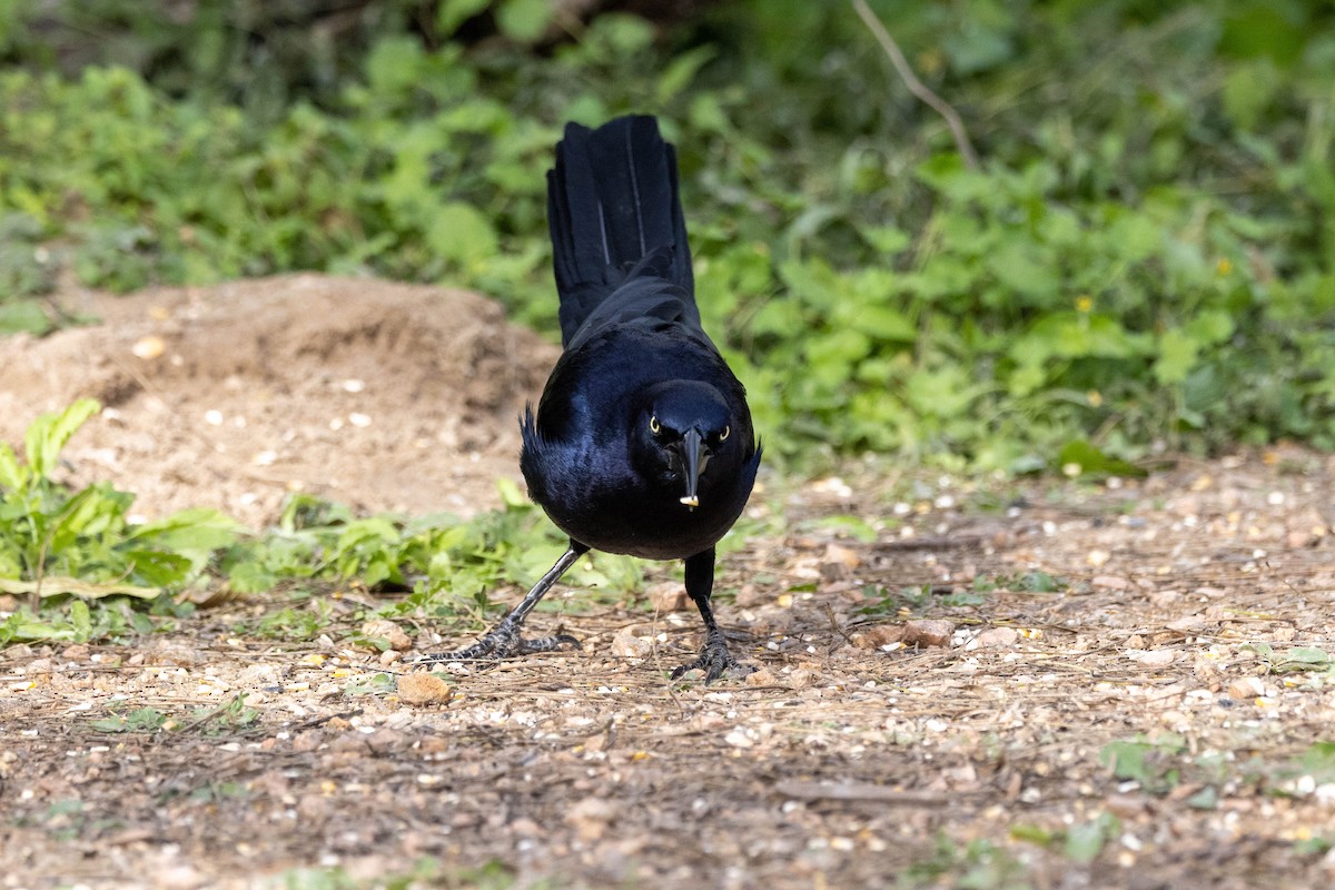 Great-tailed Grackle (Great-tailed) - Eric Gustafson