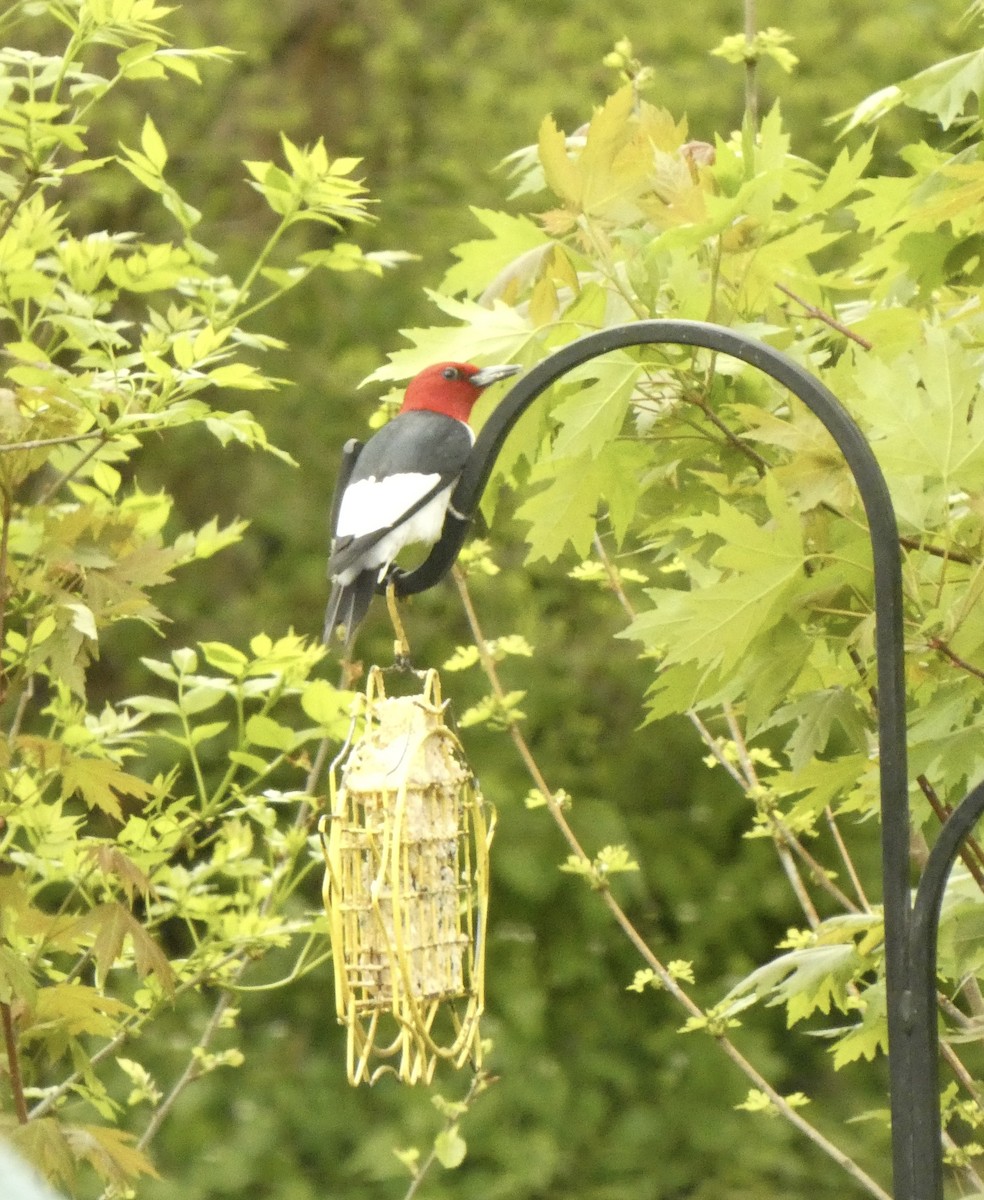 Red-headed Woodpecker - ML618527621