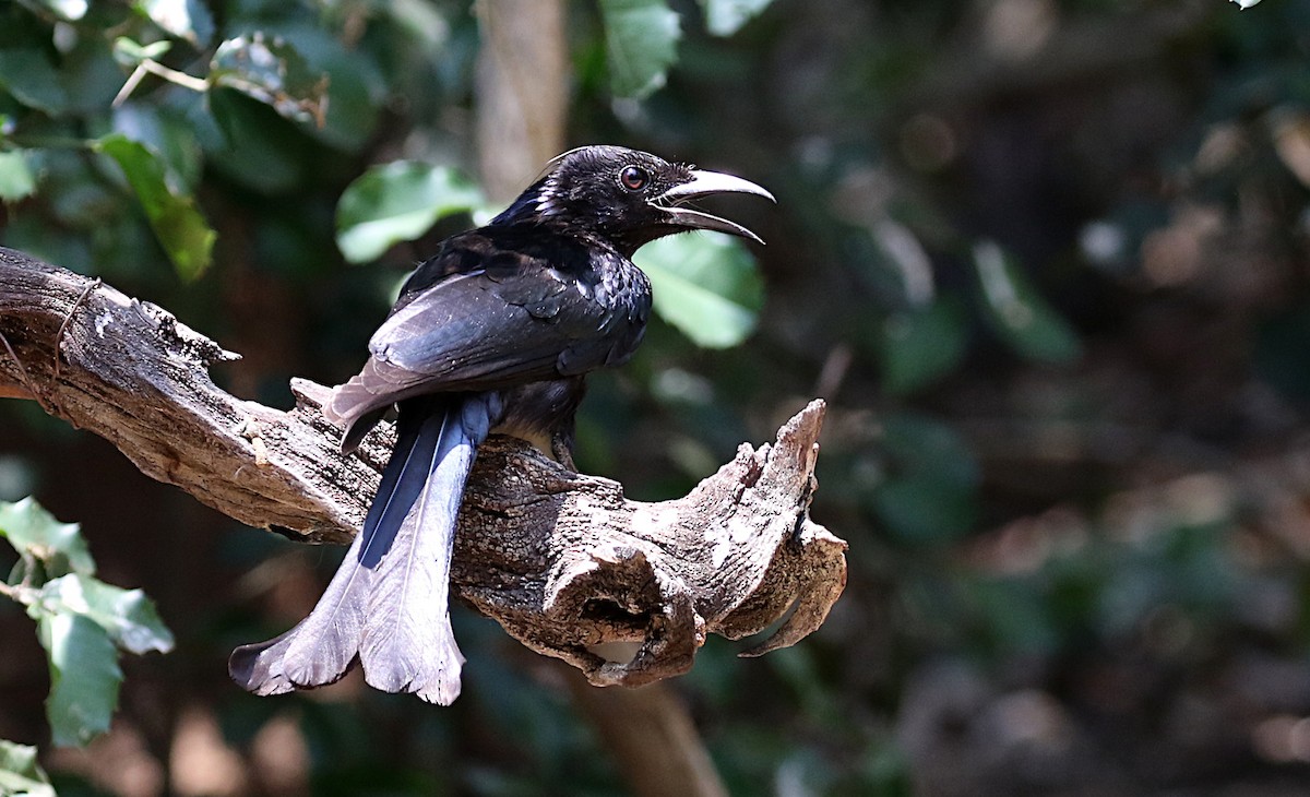 Hair-crested Drongo - ML618527648