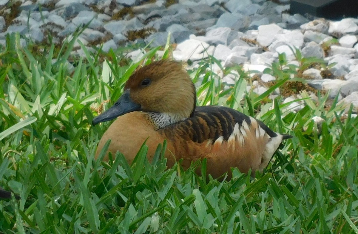 Fulvous Whistling-Duck - ML618527651