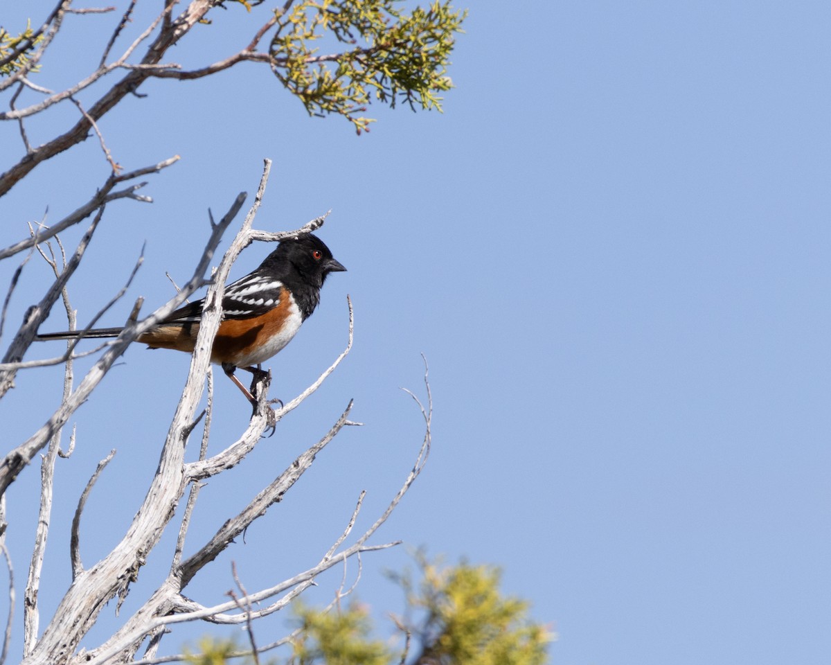 Spotted Towhee - ML618527653