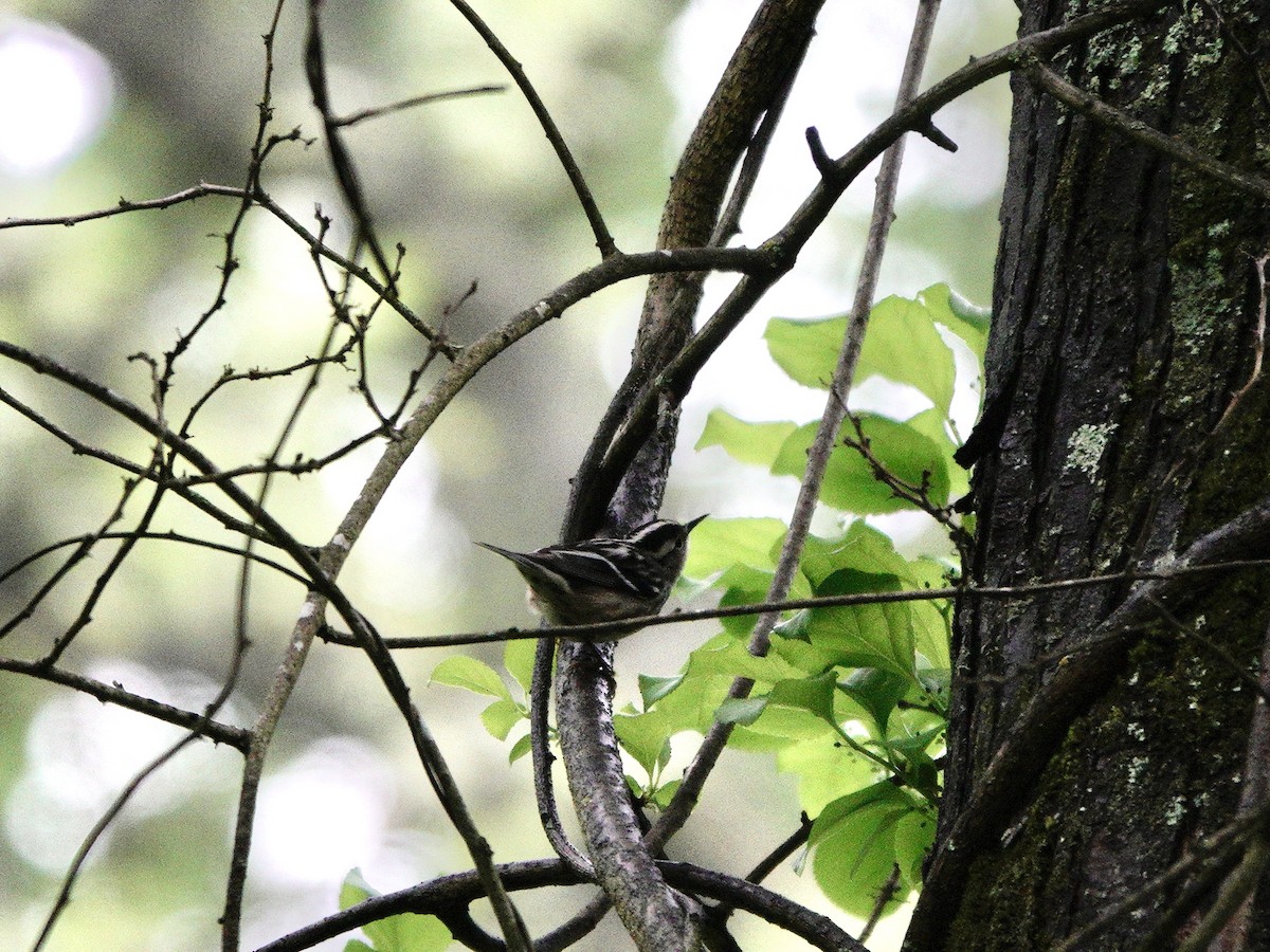 Black-and-white Warbler - ML618527654