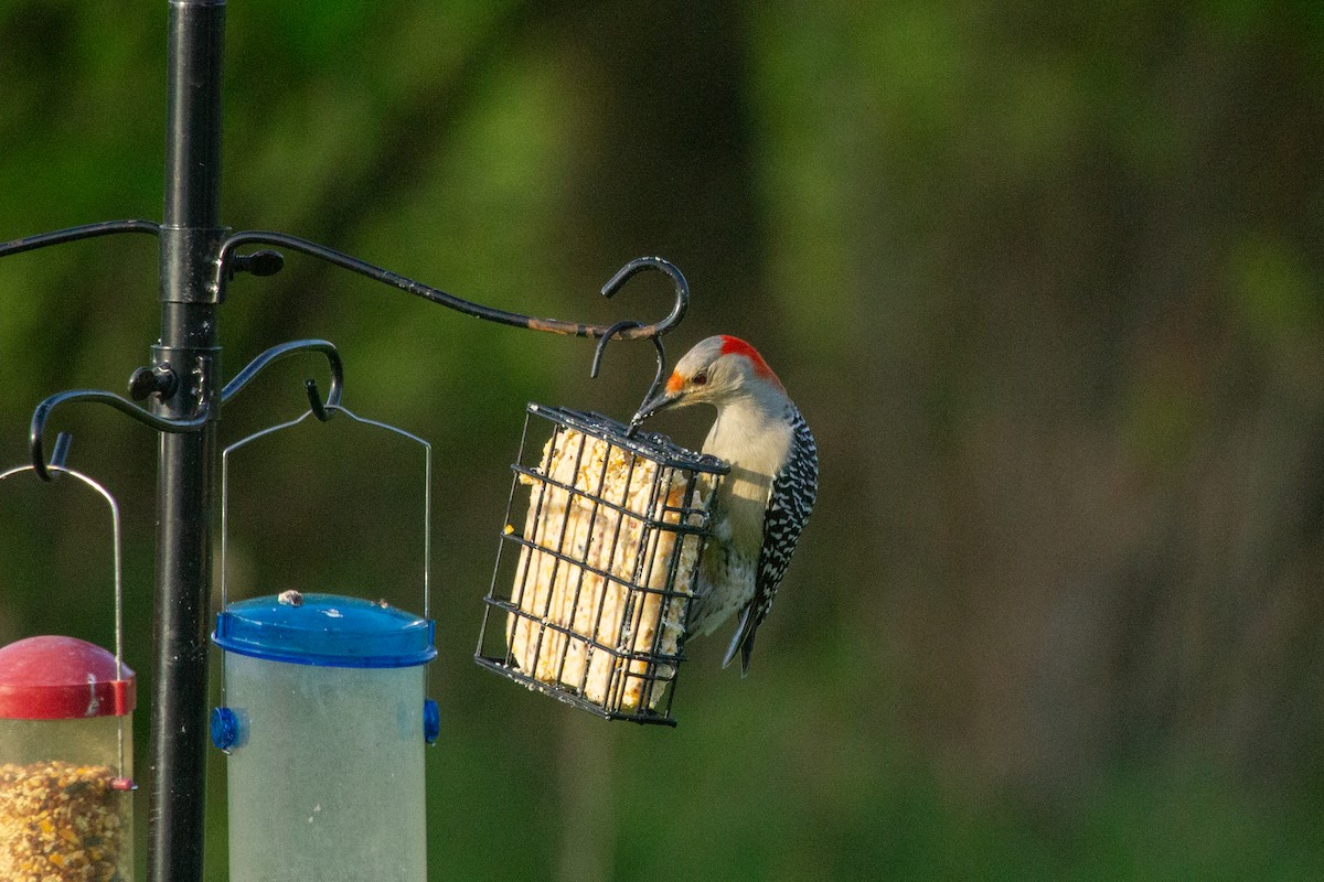 Red-bellied Woodpecker - ML618527658