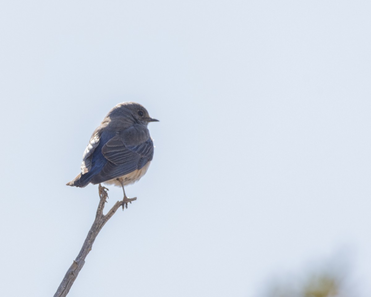 Western Bluebird - Ameya Thatte