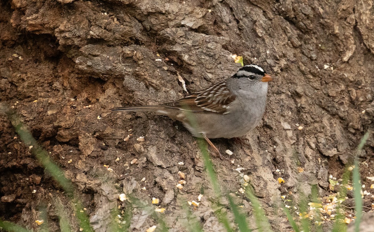 White-crowned Sparrow - ML618527684