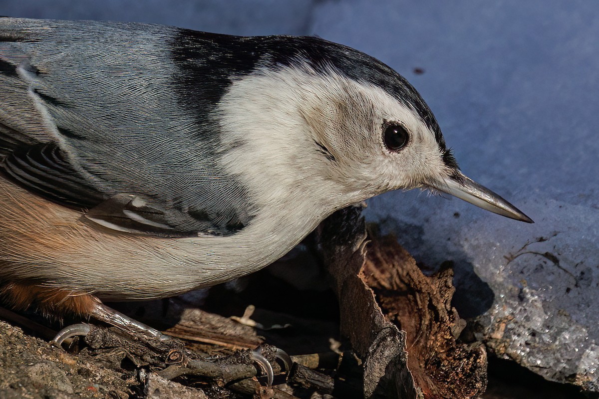 White-breasted Nuthatch - Laval Roy