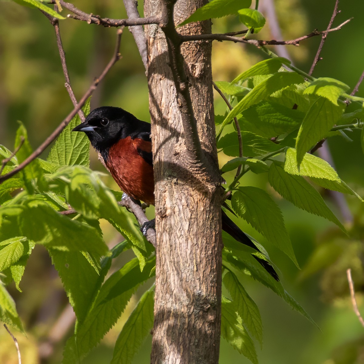 Orchard Oriole - ML618527717