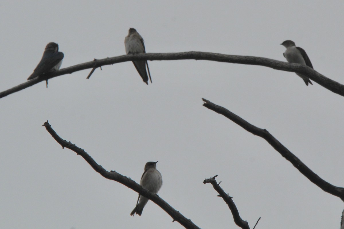 Northern Rough-winged Swallow - ML618527727