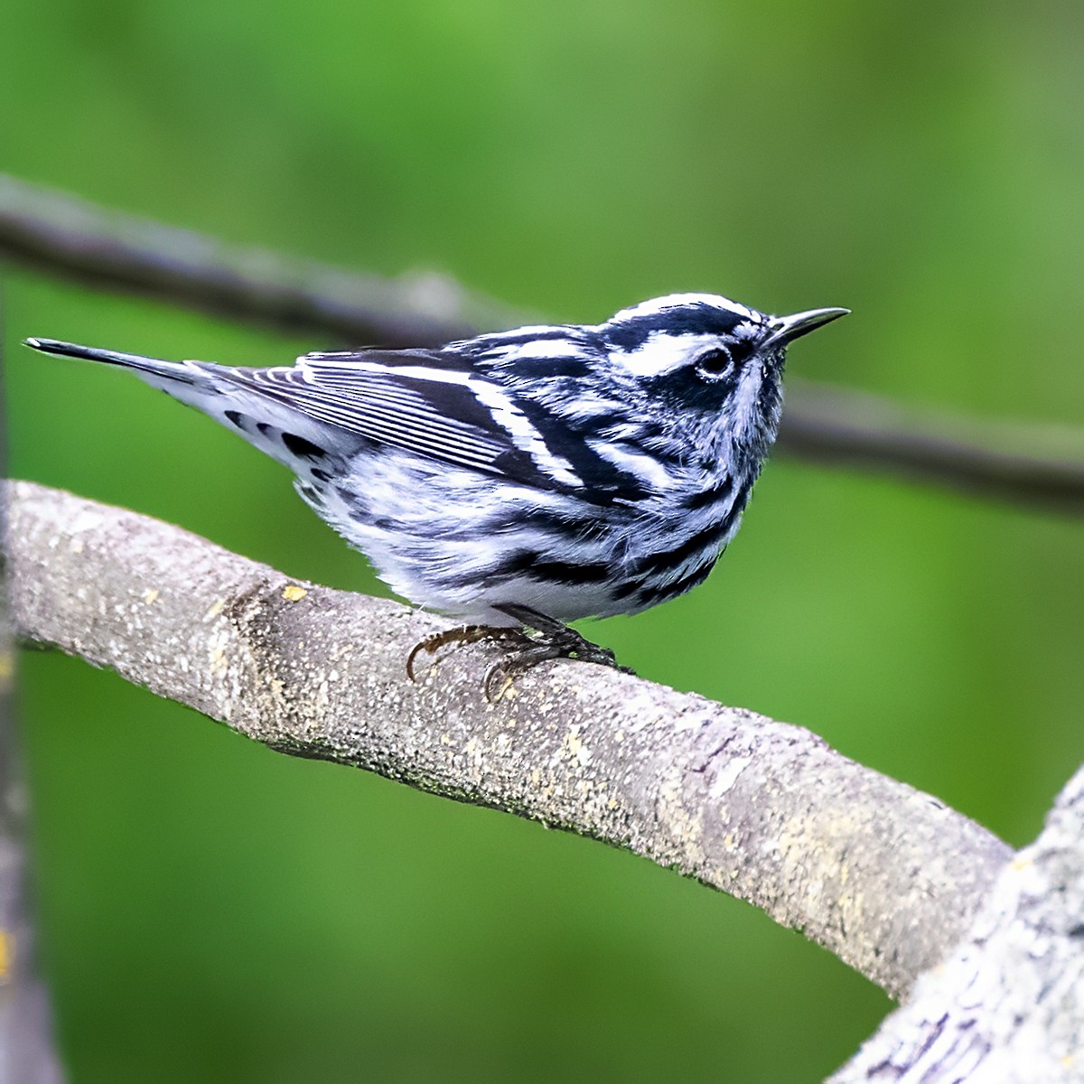 Black-and-white Warbler - Brian Peterson