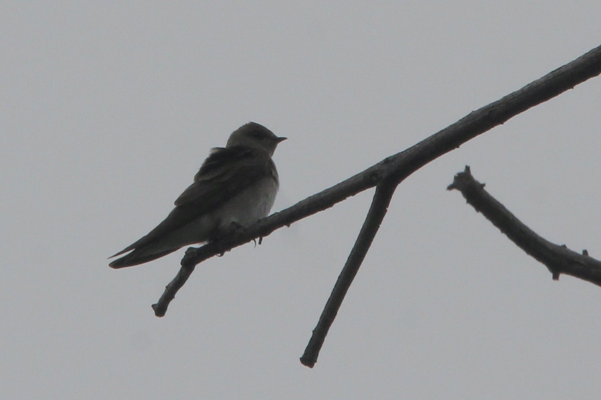 Northern Rough-winged Swallow - ML618527749