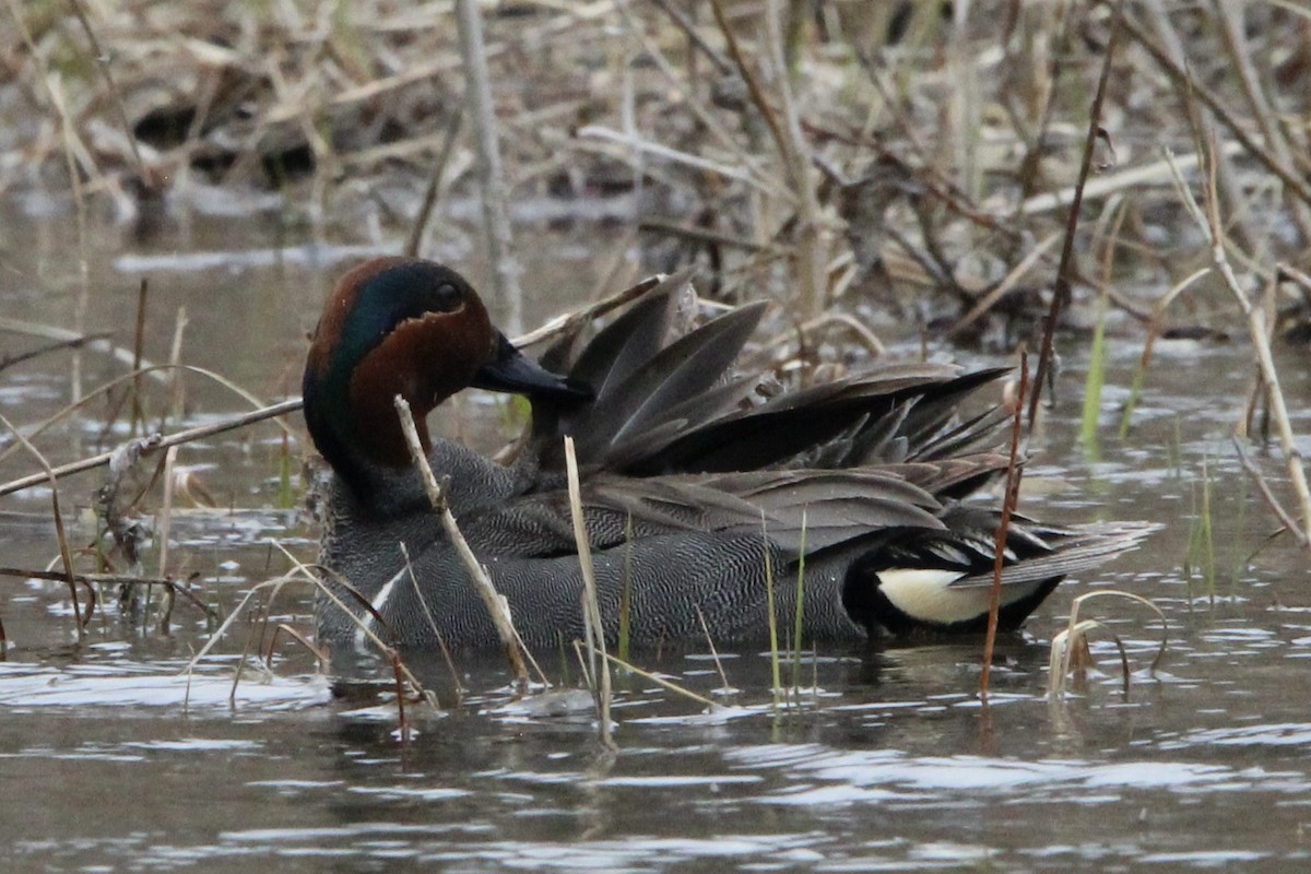 Green-winged Teal - ML618527790