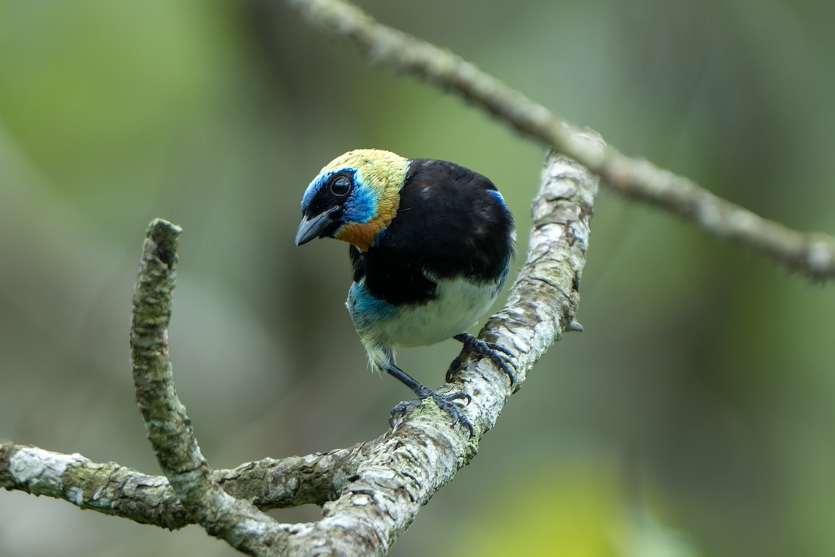 Golden-hooded Tanager - Josh Tally